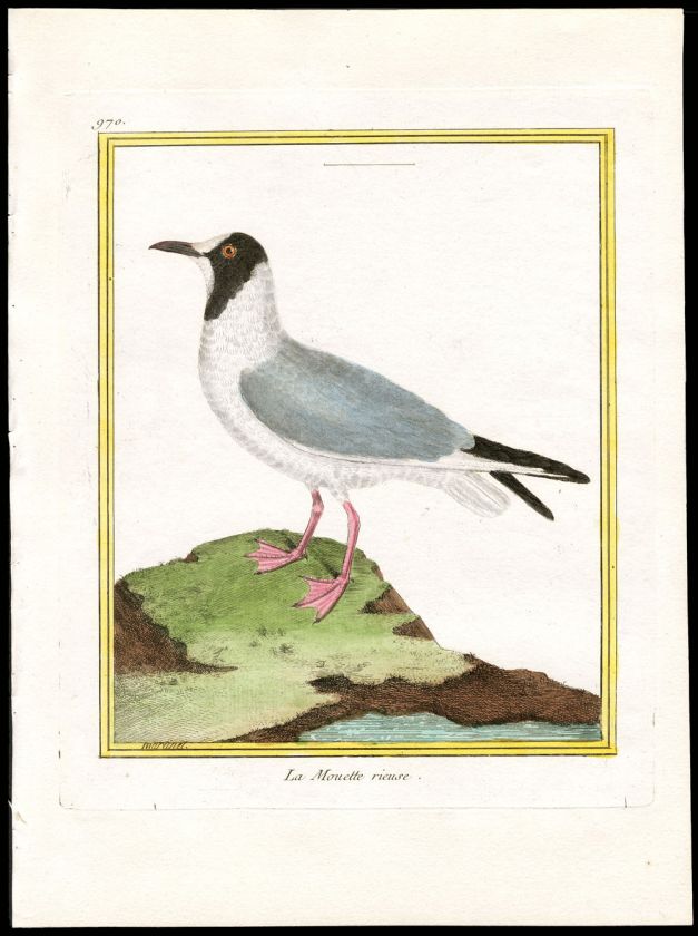 1780 MARTINET BUFFON OISEAU HAND COLOR COPPER PLATE BIRD PRINT 