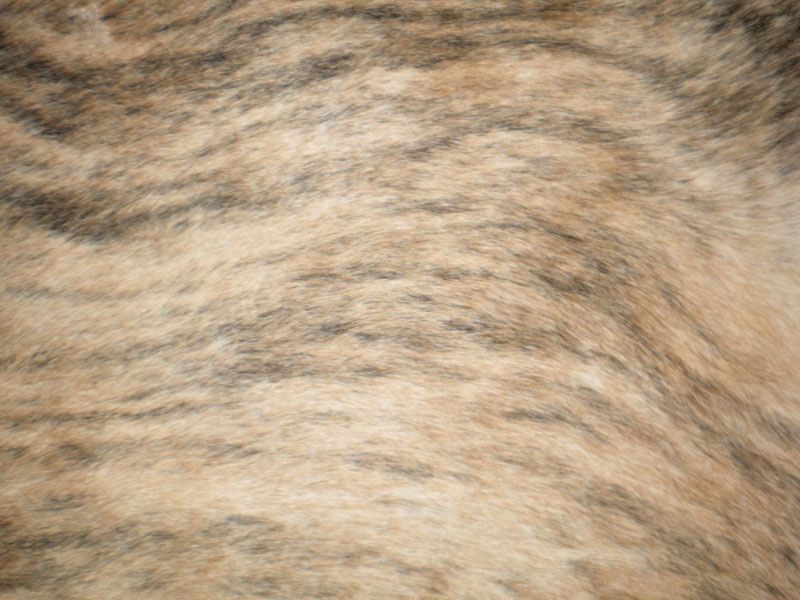 New Cowhide Rug Cowhides Rugs Cow Hide Skin Hides R1479  