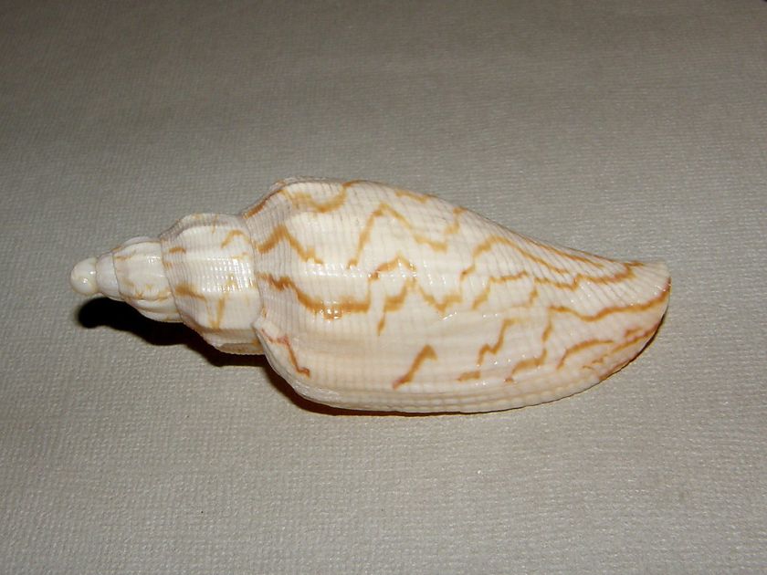 SEASHELLS VOLUTA RUPESTRIS, PRE 1933, 2 SHELLS  