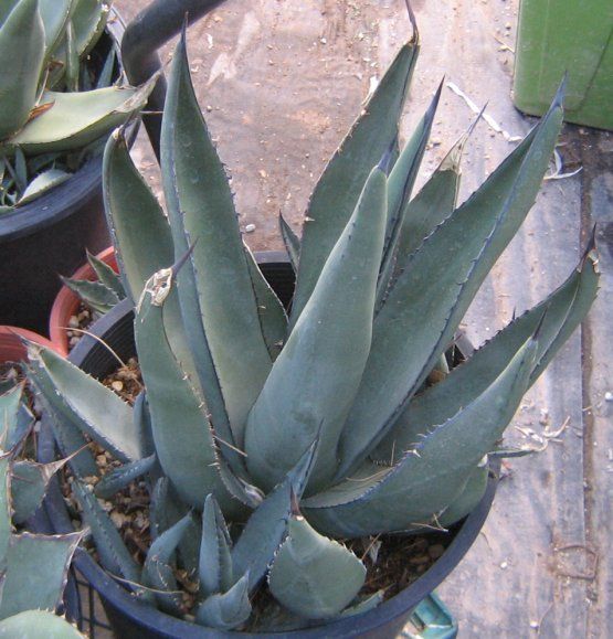 Agave sharkskin Attractive Deep Blue Rosette Succulent  