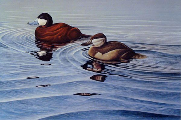 Richard Evan Younger   Ruddy Duck   SIGNED bird art  