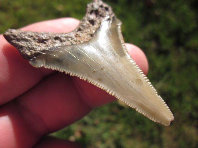 ANGUSTIDENS SHARK Tooth Megalodon Teeth SCUBA SC  