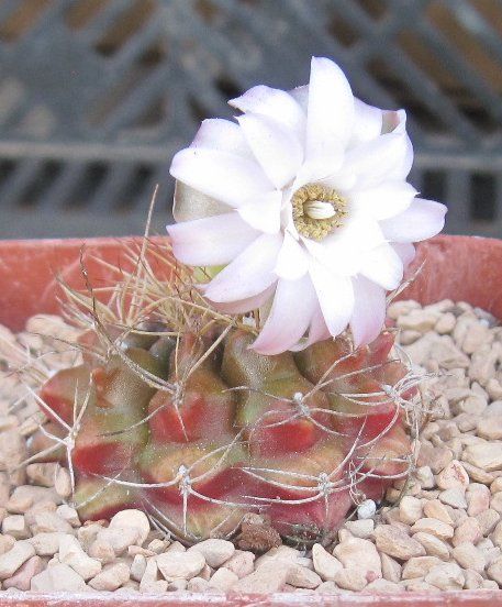 Gymnocalycium anisitsii Purple Body Overlapping Tubercles Cactus 6