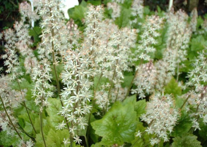 TIARELLA WHERRYI SILVERADO CHOICE PERENNIALx 20 SEEDS  