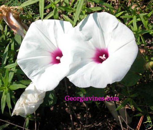 Morning Glory Bigfoot   Ipomoea pandurata 8 seeds  