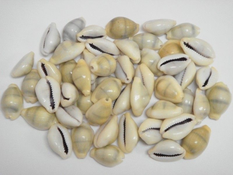 YELLOW MONEY MONETA COWRIE COWRY SEA SHELL BEADS CRAFT 50 PCS #7376A 